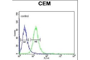 Z Antibody (N-term) (ABIN653866 and ABIN2843121) flow cytometric analysis of CEM cells (right histogram) compared to a negative control cell (left histogram). (ZNF160 Antikörper  (N-Term))