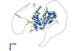 IRAK1 Protein (AA 1-710) (His tag)