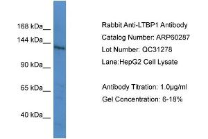 Western Blotting (WB) image for anti-Latent Transforming Growth Factor beta Binding Protein 1 (LTBP1) (C-Term) antibody (ABIN2788392)
