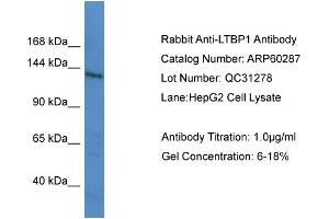 WB Suggested Anti-LTBP1  Antibody Titration: 0. (LTBP1 Antikörper  (C-Term))