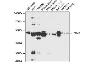 Western blot analysis of extracts of various cell lines, using LETM2 antibody (ABIN6131950, ABIN6143151, ABIN6143152 and ABIN6218019) at 1:3000 dilution. (LETM2 Antikörper  (AA 257-396))