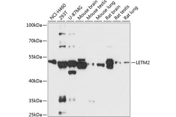 LETM2 Antikörper  (AA 257-396)