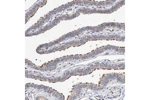 Immunohistochemical staining of human fallopian tube with LACE1 polyclonal antibody  shows strong positivity in ciliated cells.