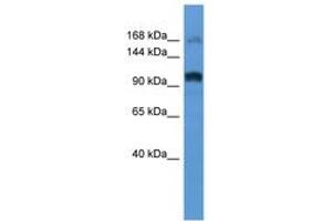 Image no. 1 for anti-rho/rac Guanine Nucleotide Exchange Factor (GEF) 2 (ARHGEF2) (AA 694-743) antibody (ABIN6746636)