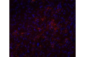 Indirect immunostaining of a PFA fixed mouse brain section (dilution 1 : 500; red).