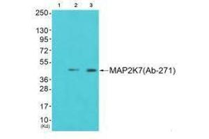 Western blot analysis of extracts from 293 cells (Lane 2) and cos-7 cells (Lane 3), using MAP2K7 (Ab-271) antiobdy.
