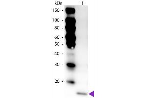 Western Blot of Peroxidase Conjugated Rabbit anti-IL-17F antibody. (IL17F Antikörper  (HRP))