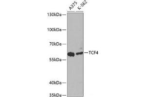 Western blot analysis of extracts of various cell lines using TCF4 Polyclonal Antibody at dilution of 1:1000. (TCF4 Antikörper)
