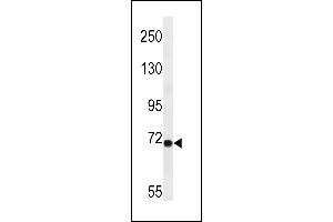 LRP10 Antibody (N-term) (ABIN657077 and ABIN2846240) western blot analysis in A549 cell line lysates (35 μg/lane). (LRP10 Antikörper  (N-Term))
