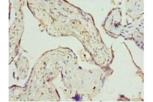 Immunohistochemistry of paraffin-embedded human placenta tissue using ABIN7162541 at dilution of 1:100 (ZDHHC17 Antikörper  (AA 170-310))