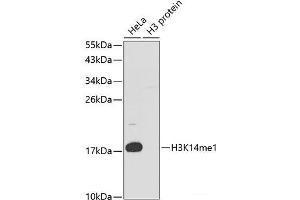 Western blot analysis of extracts of various cell lines using MonoMethyl-Histone H3-K14 Polyclonal Antibody. (Histone 3 Antikörper  (meLys14))