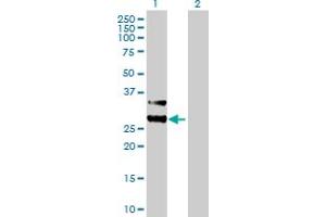 Western Blot analysis of MTIF3 expression in transfected 293T cell line by MTIF3 MaxPab polyclonal antibody.
