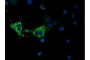 Immunofluorescence (IF) image for anti-Cytochrome C Oxidase Subunit VIa Polypeptide 1 (COX6A1) antibody (ABIN1497585) (COX6A1 Antikörper)