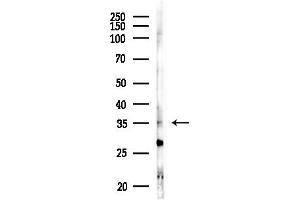 anti-Ras-Related GTP Binding A (RRAGA) (C-Term) antibody
