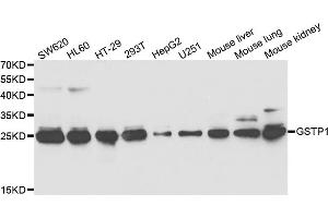 Western blot analysis of extracts of various cell lines, using GSTP1 antibody (ABIN5973328) at 1/1000 dilution. (GSTP1 Antikörper)