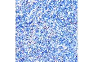 Immunohistochemistry of paraffin-embedded Mouse spleen using STK26 Rabbit pAb (ABIN7270231) at dilution of 1:100 (40x lens). (STK26/MST4 Antikörper  (AA 297-416))