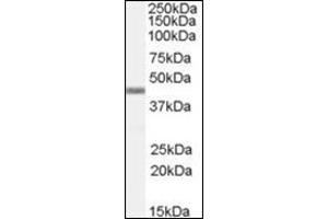 Western Blot Image: Antibody (0. (APOBEC3G Antikörper  (C-Term))