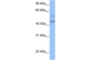 Western Blotting (WB) image for anti-Programmed Cell Death 2-Like (PDCD2L) antibody (ABIN2463363)