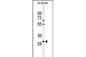 PHOX2B Antibody (Center) (ABIN655288 and ABIN2844878) western blot analysis in mouse liver tissue lysates (35 μg/lane). (PHOX2B Antikörper  (AA 104-130))