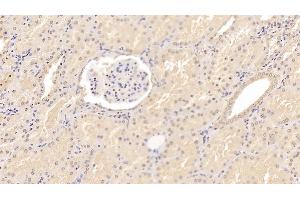 Detection of ADPN in Porcine Kidney Tissue using Monoclonal Antibody to Adiponectin (ADPN) (ADIPOQ Antikörper  (AA 18-243))