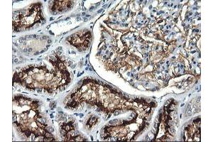 Immunohistochemical staining of paraffin-embedded Human Kidney tissue using anti-RGS16 mouse monoclonal antibody. (RGS16 Antikörper)