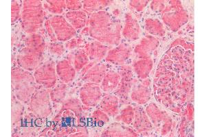 ABIN2613380 (5µg/ml) staining of paraffin embedded Human Kidney. (AMACR Antikörper  (AA 312-326))