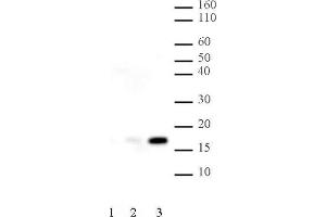 Histone H2B acetyl Lys120 pAb tested by Western blot.