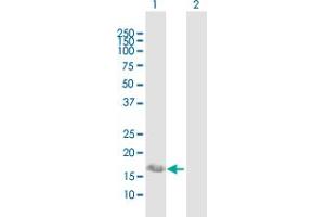 Western Blot analysis of IFITM3 expression in transfected 293T cell line by IFITM3 MaxPab polyclonal antibody. (IFITM3 Antikörper  (AA 1-133))