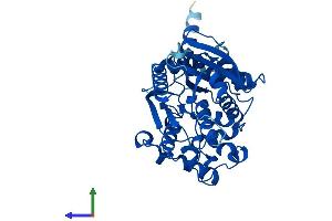 Protein Structure (PS) image for Neutral Cholesterol Ester Hydrolase 1 (NCEH1) (AA 1-408) protein (His tag) (ABIN7558738)