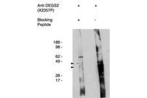 Image no. 1 for anti-Degenerative Spermatocyte Homolog 2, Lipid Desaturase (DEGS2) antibody (ABIN793719) (DEGS2 Antikörper)
