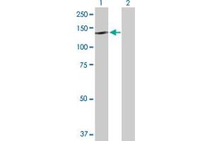 Western Blot analysis of NLRP2 expression in transfected 293T cell line by NLRP2 MaxPab polyclonal antibody. (NLRP2 Antikörper  (AA 1-1062))