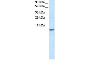 FABP7 antibody used at 1.
