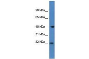 Image no. 1 for anti-Proliferation-Associated 2G4, 38kDa (PA2G4) (C-Term) antibody (ABIN6747243) (PA2G4 Antikörper  (C-Term))