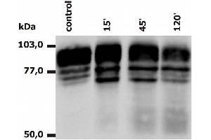 Western Blotting analysis of PMA-activated neutrophils (Fig. (Integrin beta 2 Antikörper  (APC))