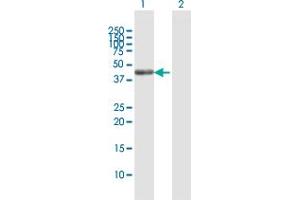 Western Blot analysis of SCRN2 expression in transfected 293T cell line by SCRN2 MaxPab polyclonal antibody. (SCRN2 Antikörper  (AA 1-425))