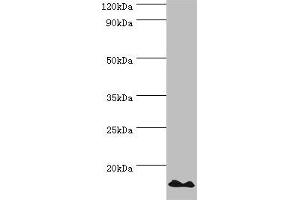 Western blot All lanes: DNA-directed RNA polymerases I and III subunit RPAC2 antibody at 10 μg/mL + Jurkat whole cell lysate Secondary Goat polyclonal to rabbit IgG at 1/10000 dilution Predicted band size: 16, 15 kDa Observed band size: 16 kDa (POLR1D Antikörper  (AA 1-133))