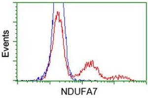 HEK293T cells transfected with either RC200534 overexpress plasmid (Red) or empty vector control plasmid (Blue) were immunostained by anti-NDUFA7 antibody (ABIN2454391), and then analyzed by flow cytometry. (NDUFA7 Antikörper)