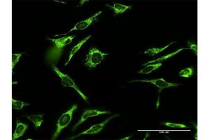 Immunofluorescence of purified MaxPab antibody to MRPL12 on HeLa cell. (MRPL12 Antikörper  (AA 1-198))