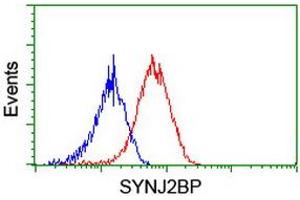 Image no. 2 for anti-Synaptojanin 2 Binding Protein (SYNJ2BP) antibody (ABIN1501272) (SYNJ2BP Antikörper)