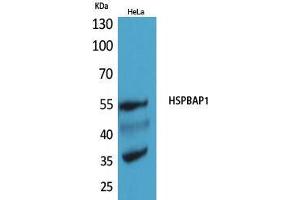 Western Blot (WB) analysis of HeLa cells using HSPBAP1 Polyclonal Antibody. (HSPBAP1 Antikörper  (Internal Region))