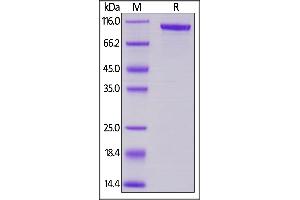 SDS-PAGE (SDS) image for Transferrin (TF) (AA 20-697) protein (Fc Tag) (ABIN6253541)