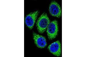 Confocal immunofluorescent analysis of DEK Antibody (C-term) (Cat#AP51234PU-N) with Hela cell followed by Alexa Fluor 488-conjugated goat anti-rabbit lgG (green).
