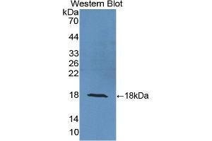 Detection of Recombinant UCRP, Human using Polyclonal Antibody to Ubiquitin Cross Reactive Protein (UCRP) (ISG15 Antikörper  (AA 2-157))