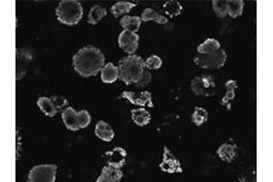 PLIN polyclonal antibody  staining of differentiated 3T3-L1 adipocytes.