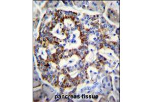 SEMA3G Antibody immunohistochemistry analysis in formalin fixed and paraffin embedded human pancreas tissue followed by peroxidase conjugation of the secondary antibody and DAB staining. (SEMA3G Antikörper  (AA 216-244))