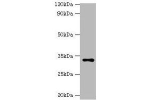 Western blot All lanes: HSD11B1 antibody at 2 μg/mL + Hela whole cell lysate Secondary Goat polyclonal to rabbit IgG at 1/10000 dilution Predicted band size: 33 kDa Observed band size: 33 kDa (HSD11B1 Antikörper  (AA 25-292))