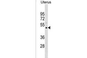 PREF11 Antibody (Center) (ABIN1537999 and ABIN2850283) western blot analysis in Uterus tissue lysates (35 μg/lane). (PRAMEF11 Antikörper  (AA 188-214))