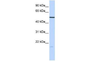 WB Suggested Anti-ZNF773 Antibody Titration:  0. (ZNF773 Antikörper  (N-Term))