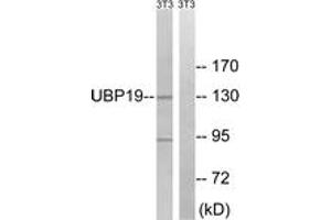 Western blot analysis of extracts from NIH-3T3 cells, using USP19 Antibody.