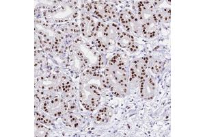 Immunohistochemical staining of human stomach with NFIC polyclonal antibody  shows strong nuclear positivity in glandular cells. (NFIC Antikörper)